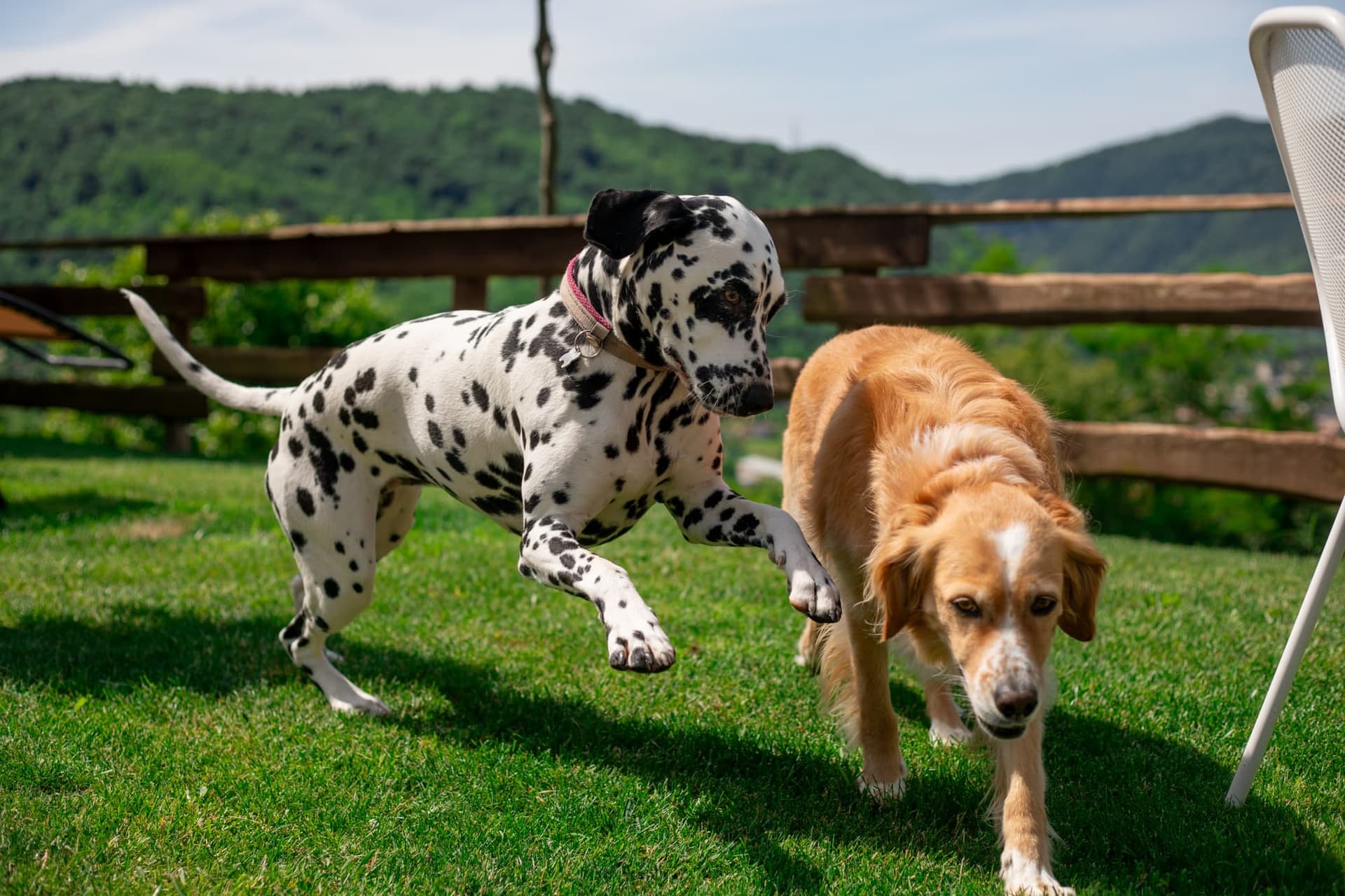 Peggy e Layla