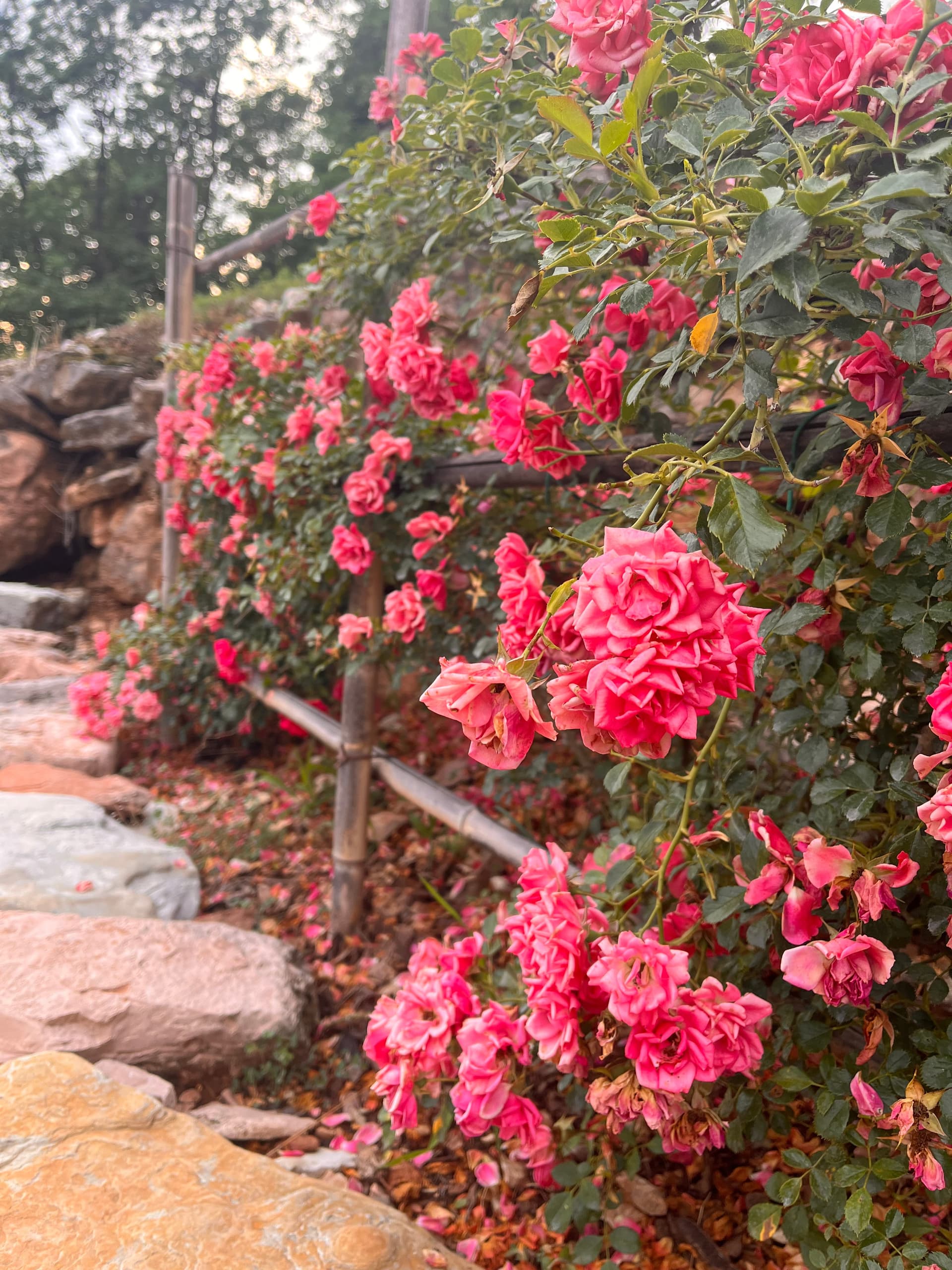 Esterni - Riva dei Coz