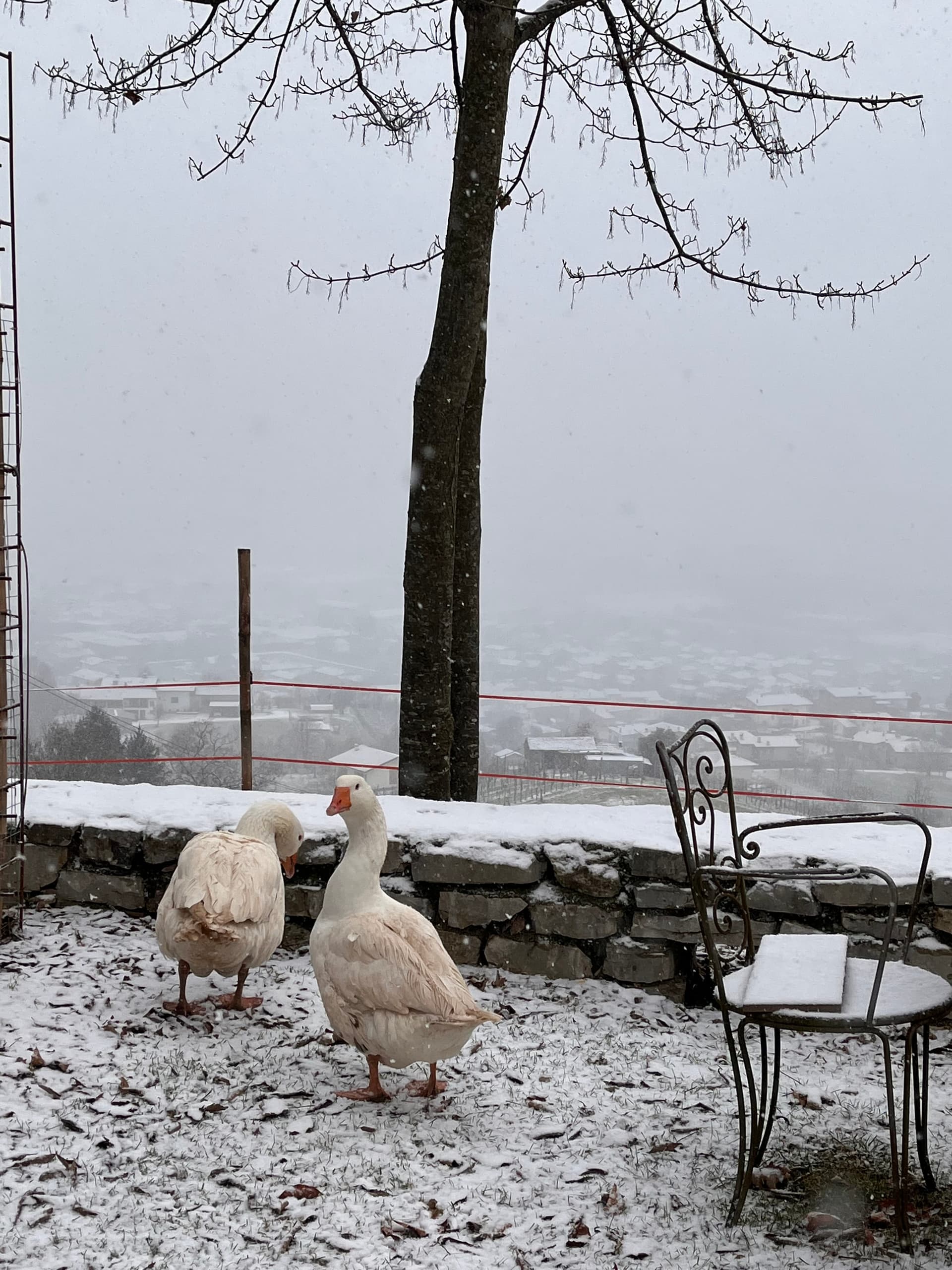 Fattoria - Riva dei Coz