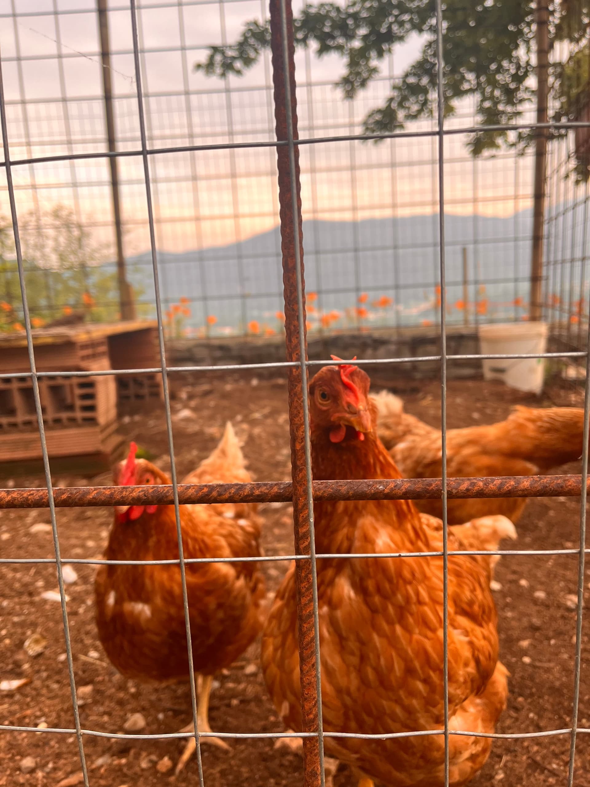 Fattoria - Riva dei Coz