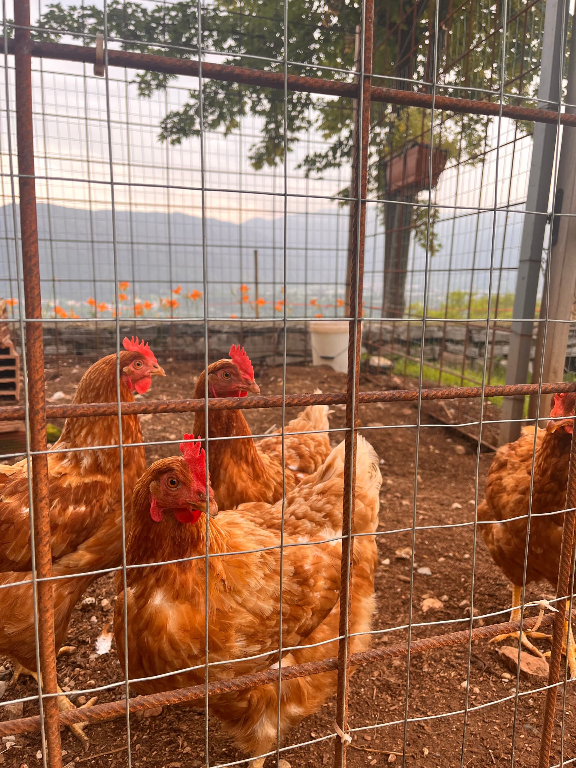 Fattoria - Riva dei Coz